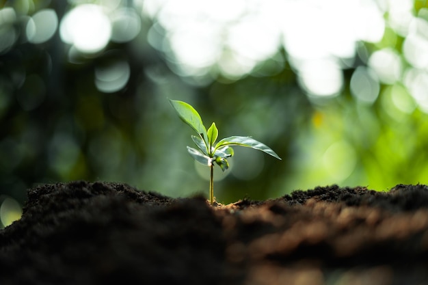 Concepto de árboles de crecimiento Plántulas de granos de café naturaleza backgroundcoffee tree