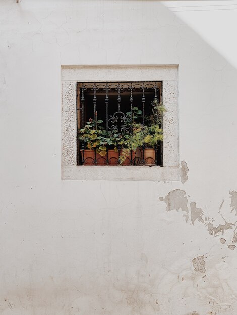 Concepto de arquitectura mínima. Pequeña ventana cuadrada con grado de hierro y macetas de barro con plantas verdes en edificio blanco