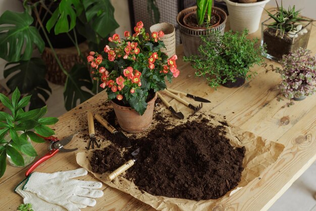 Concepto de aterrizaje de cuidado de plantas de maceta