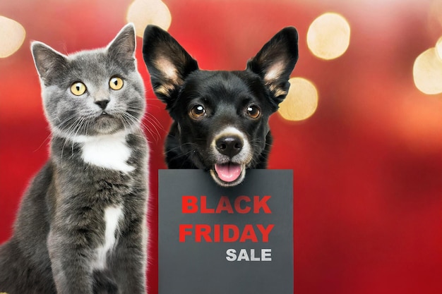 Foto el concepto de black friday es gracioso, sorprendido, con la boca abierta, un cachorro negro y un gato negro.