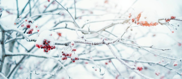 El concepto de un bosque de invierno con nieve en las ramas y una baya de serbal rojo. Escarcha y copos de nieve en un árbol, con luz solar, fondo de invierno