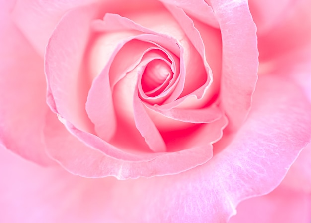 Concepto botánico, tarjeta de invitación de boda - Enfoque suave, fondo floral abstracto, flor rosa rosa. Telón de fondo de flores macro para el diseño de la marca de vacaciones