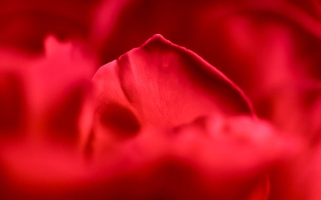 Concepto botánico tarjeta de invitación soft focus fondo floral abstracto macro flor rosa roja