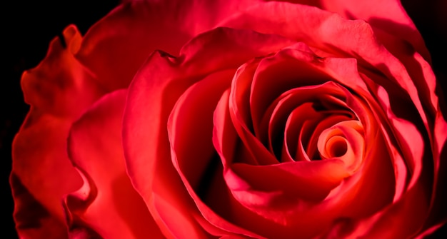 Concepto botánico tarjeta de invitación soft focus fondo floral abstracto macro flor rosa roja