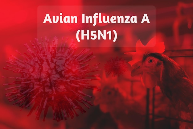 Concepto de brote de influenza aviar A H5N1 en antecedentes de granjas de pollos Virus de influenza aviar A H5N1