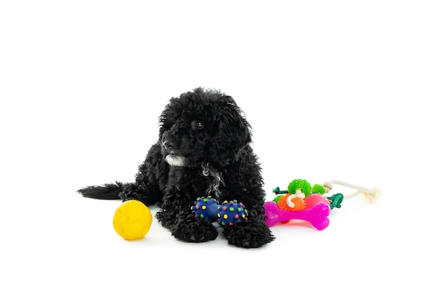 Concepto de caniche de juguete negro mascota casera aislado sobre fondo blanco