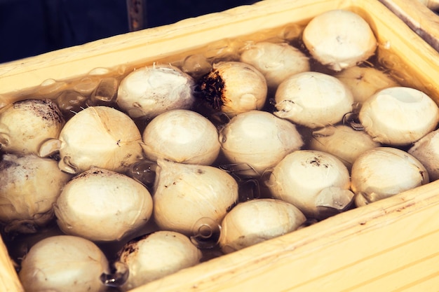 concepto de cocina y cocina asiática - venta de comida en el mercado callejero