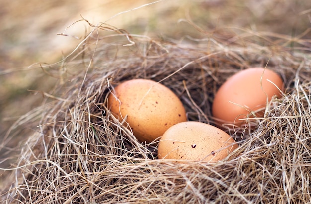 Concepto de comida orgánica y saludable con huevos de granja naturales como ingredientes para cocinar