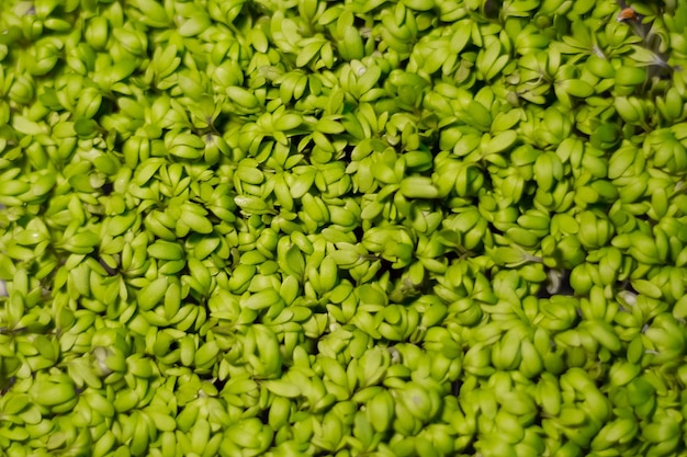 Foto concepto de comida saludable de berros microgreen de fondo de hojas verdes