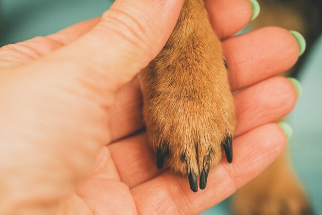 Concepto de confianza y amistad entre el dueño de la mascota y el perro. pata de perro y palma humana.