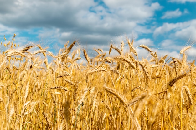 Concepto de cosecha de fondo de textura de campo de trigo dorado