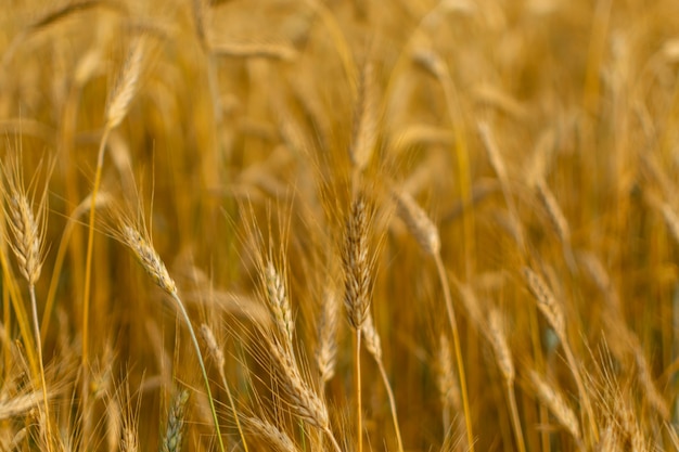 Concepto de cosecha de fondo de textura de campo de trigo dorado