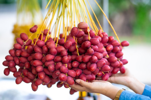 Concepto de cosecha de las frutas de la palma de dátiles crudas