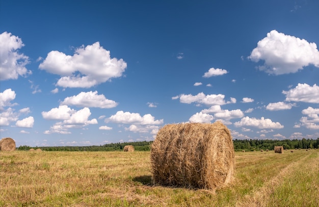 Concepto de cosecha de pan con campo agrícola con fardos de heno