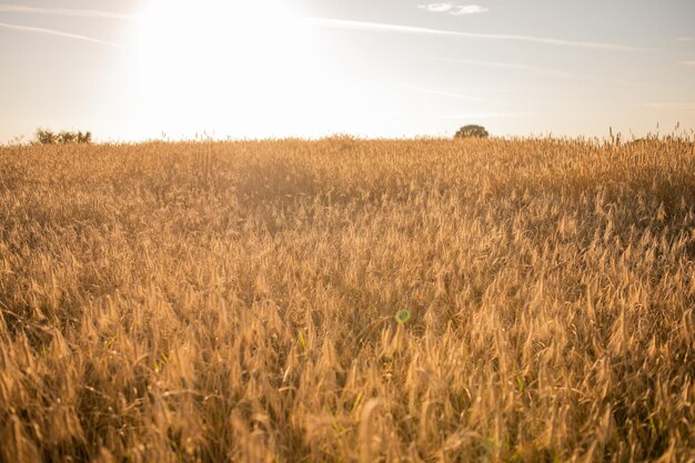 Concepto de cosecha rica. Hermoso paisaje de puesta de sol de campo agrícola. Fondo de paisaje de naturaleza rural