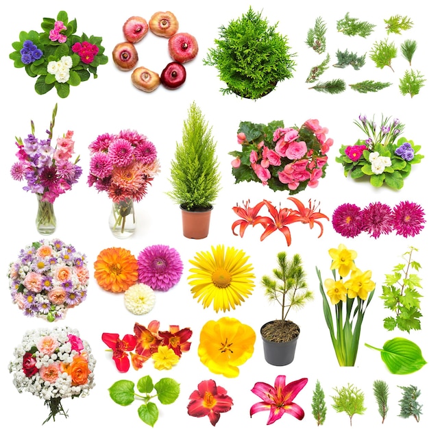 Concepto creativo de naturaleza primaveral a partir de plantas. Colección de flores, hojas, enebros, pinos aislados sobre fondo blanco. Plano, vista superior