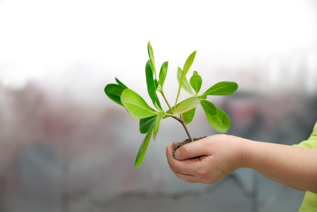 concepto de crecimiento con pequeña planta en la mano