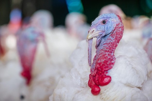 Concepto de cría de pavo de primer plano de pavo de granja de pavo