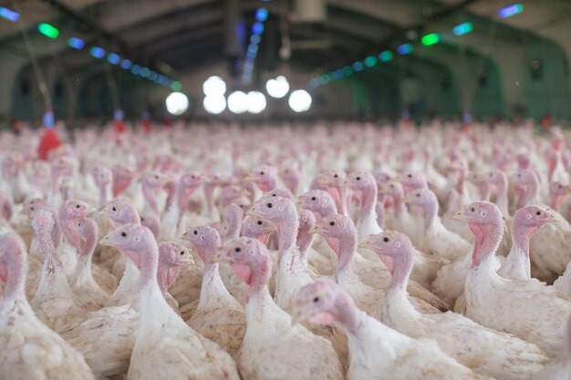 Concepto de cría de pavo de primer plano de pavo de granja de pavo