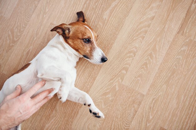 El concepto de cuidado animal: un hombre acariciando al perro. hierba en mi bolsillo