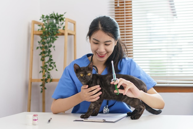 Concepto de cuidado de mascotas Veterinaria femenina prepara vacunas para inyectar al gato en la clínica veterinaria