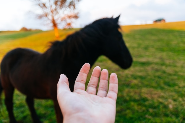 Concepto de cuidar y respetar a los animales. Una mano y un caballo negro en el fondo.