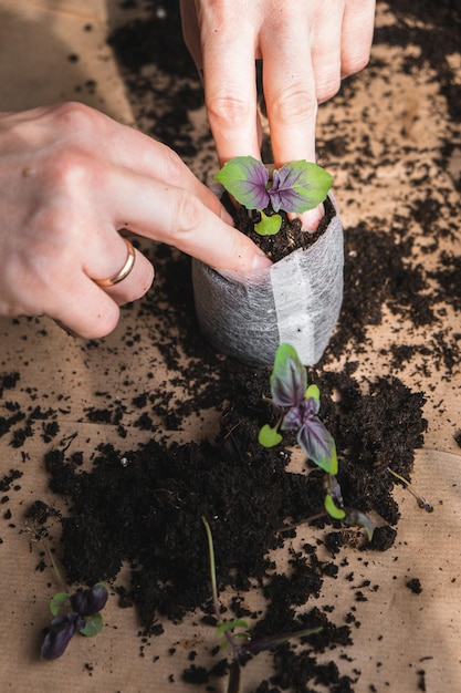 Foto concepto de cultivo de plantas en el hogar manos humanas trasplante de plántulas en contenedores separados con tierra