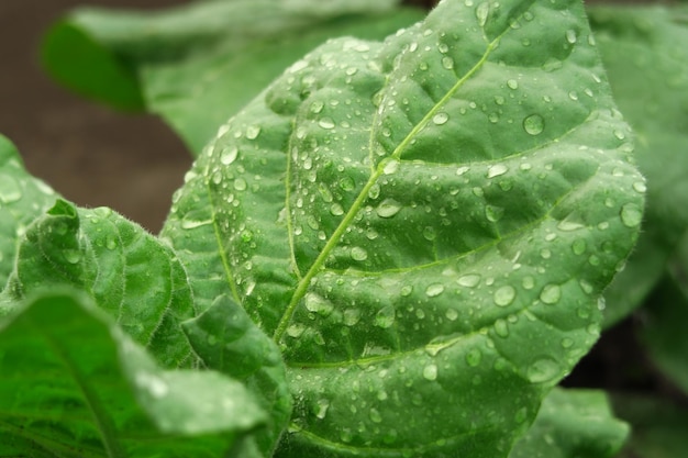 concepto de cultivo de tabaco arbusto de tabaco crece en una granja de tabaco después de regar