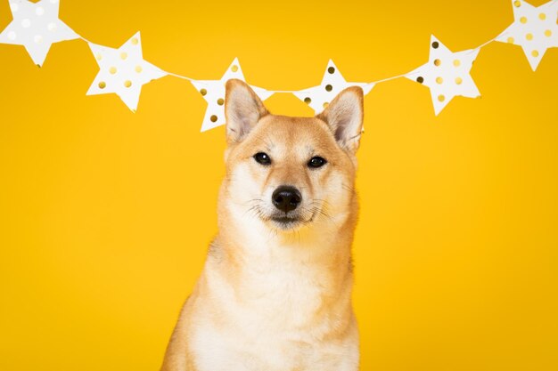 Concepto de cumpleaños de perro celebrando con lindo perro