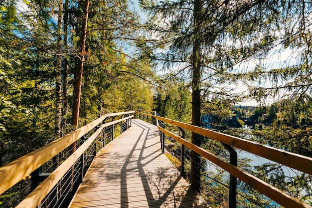 Concepto de decisión o elección utilizando un paseo marítimo de madera en un bosque denso