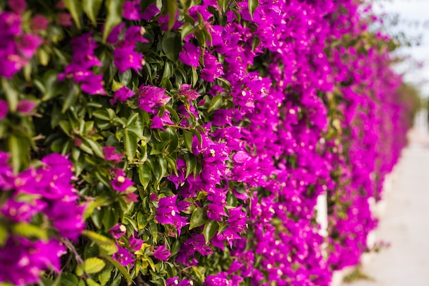 Concepto de decoración y naturaleza - Hermosas flores de color púrpura en el jardín