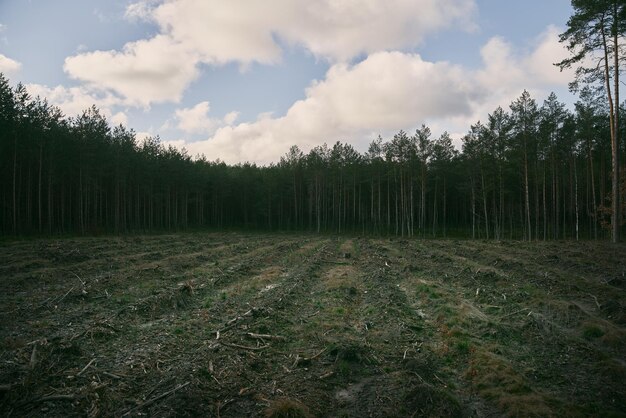 Concepto de deforestación y daño ambiental en los bosques de Europa Área de deforestación ilegal