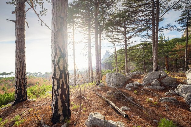 El concepto de descubrimiento y senderismo naturaleza y libertad.