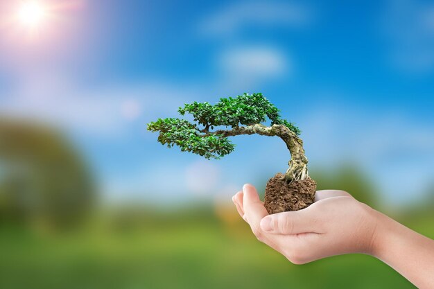 El concepto del Día Internacional de la Ecotierra es sostener con la mano un árbol de bonsai que crece en un fondo natural.