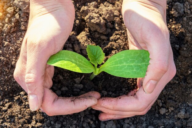 Concepto del día mundial del suelo: las manos humanas sostienen y protegen una plántula verde joven plantada en el suelo, suelo. Cuidando el concepto del medio ambiente
