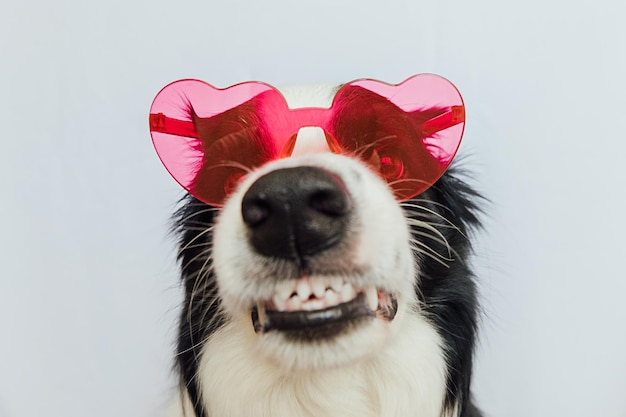 Concepto del día de San Valentín Gracioso cachorro border collie con gafas en forma de corazón rojo aislado sobre fondo blanco Perro encantador enamorado celebrando el día de San Valentín Postal de amor enamorado enamorado