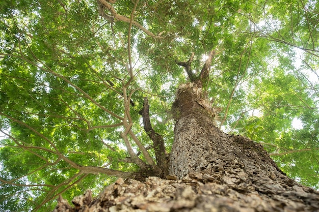 Concepto del Día de la Tierra con fondo de bosque tropical sentido natural con árbol de dosel