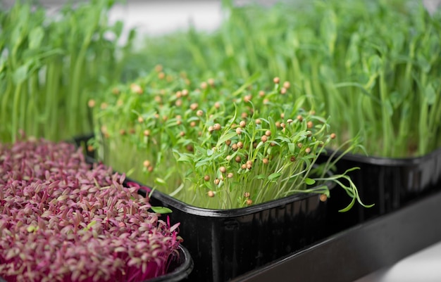 El concepto de una dieta saludable que cultiva cajas de microvegetales de amaranto rojo, mostaza, rúcula, guisantes, cilantro en un alféizar blanco de la casa