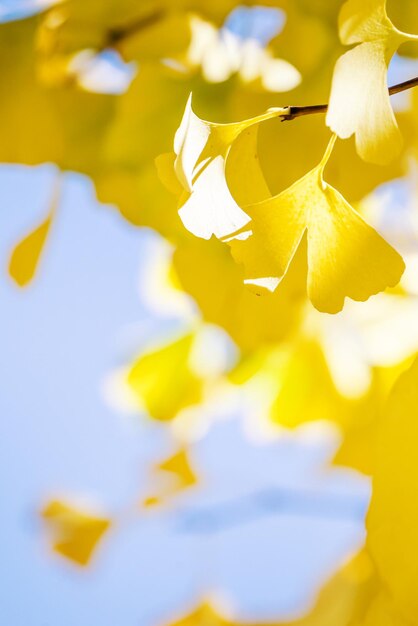 Foto concepto de diseño hermosa hoja de árbol de ginkgo gingko biloba amarillo en la temporada de otoño en un día soleado con luz solar de cerca bokeh fondo borroso