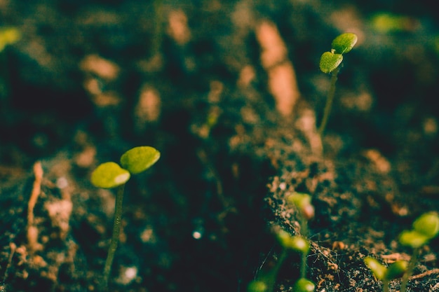 Concepto de ecología que crece el brote en suelo seco