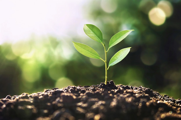 Concepto ecológico del día de la tierra. árbol que crece en la naturaleza con la luz de la mañana.