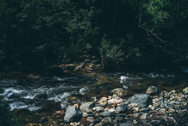 Concepto ecológico del Día de la Tierra con fondo de bosque tropical, escena de preservación de la forestación natural con dosel de árboles en la naturaleza, concepto de sostenibilidad y renovables ambientales