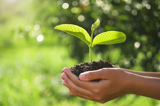 Concepto ecológico del día de la tierra. mano que sostiene la planta joven en sol y naturaleza verde