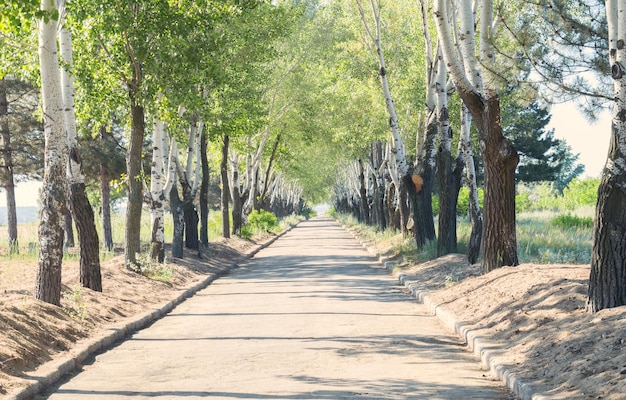 Concepto de ecoturismo. El camino en el bosque de la primavera.