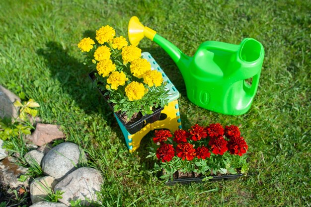 Concepto elegante de jardinería plantación planificación floricultura flores amarillas y rojas brillantes botas de goma y regadera