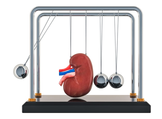 Foto concepto de enfermedad renal crónica cuna de newton con representación 3d del riñón