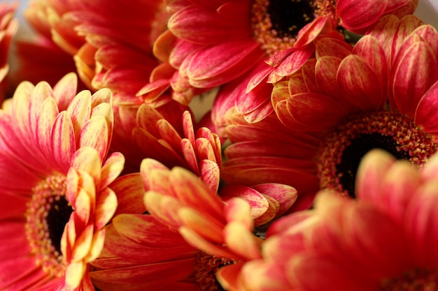 Concepto de entrega de flores y floristería.