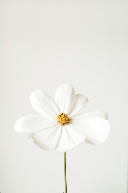 Concepto de estilo minimalista. Flor de manzanilla margarita blanca contra blanco. Verano de naturaleza muerta creativa, concepto de primavera.