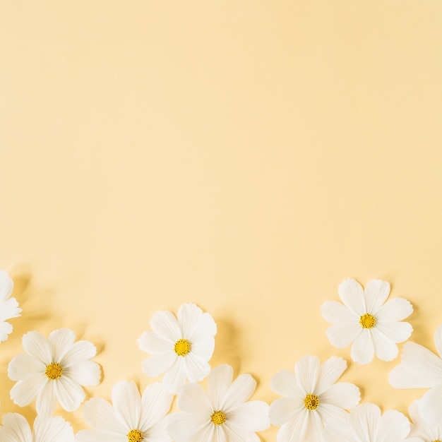 Concepto de estilo minimalista. Flores de manzanilla margarita blanca sobre amarillo pálido