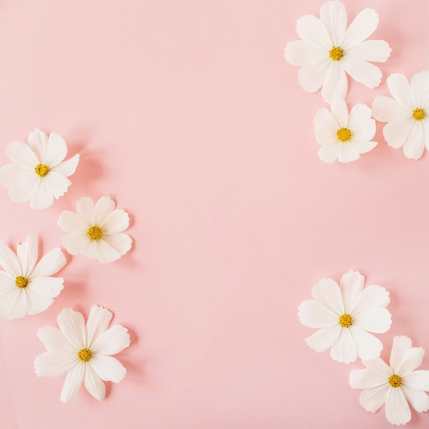 Concepto de estilo minimalista. Flores de manzanilla margarita blanca sobre rosa pálido. Estilo de vida creativo, verano, concepto de primavera.